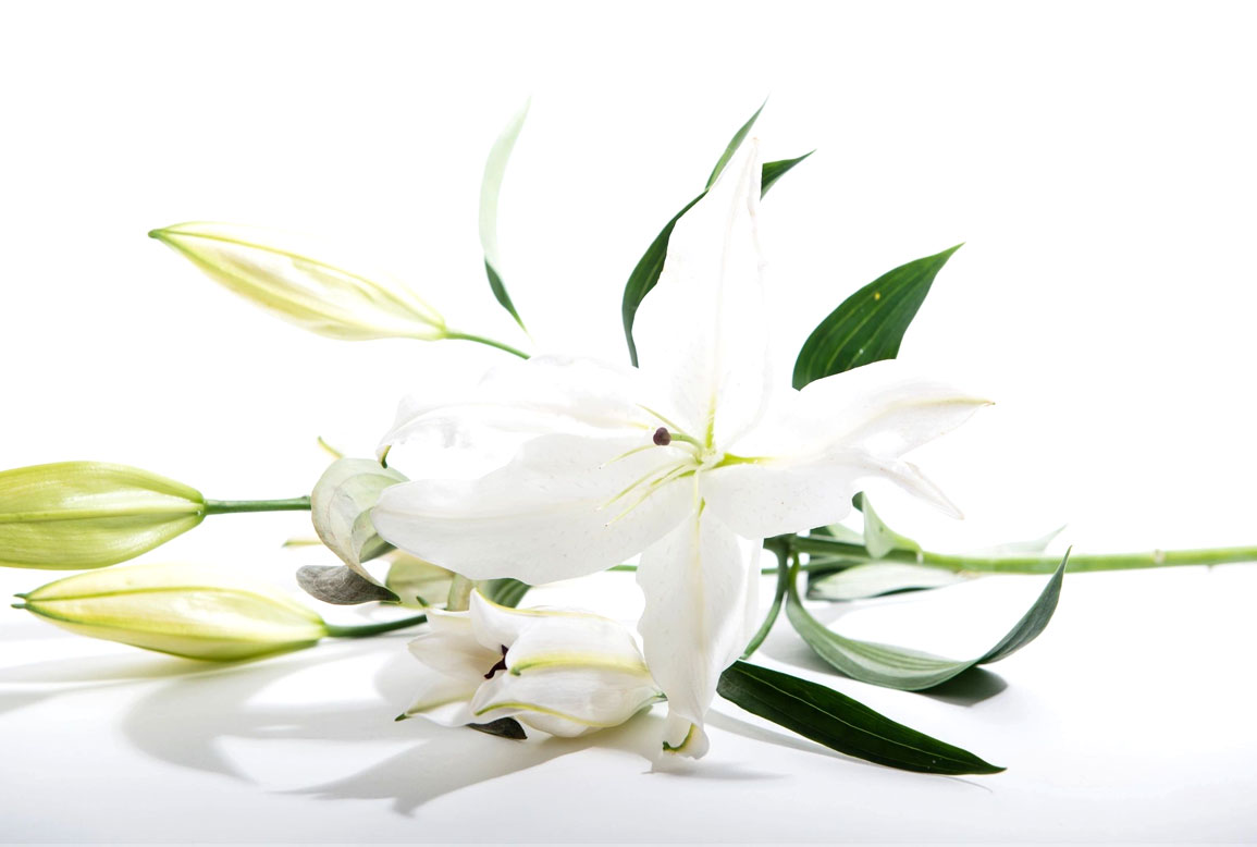 Green and white flowers resting on a white table